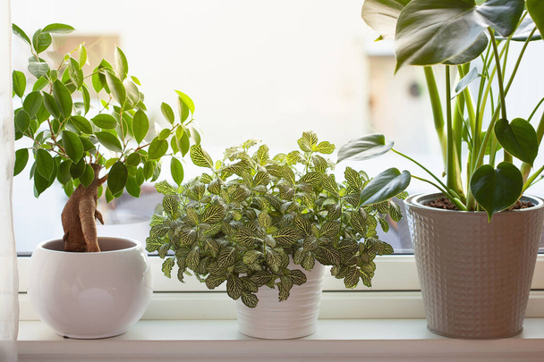 zöld házi növények fittonia, monstera és ficus microcarpa ginseng fehér virágcserépben az ablakon - Fotó, kép