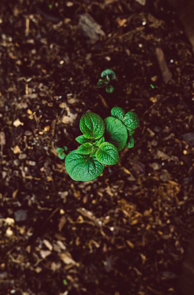 growing vegetables in your backyard, close-up of potato seedling in the ground with vignetting - Fotografie, Obrázek