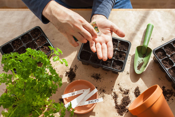 Gartenarbeit, Bepflanzung zu Hause. Mann sät Samen in Keimkasten - Foto, Bild
