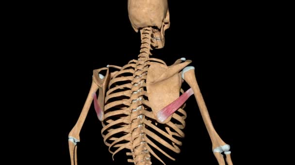 This video shows the teres major muscles on skeleton - Footage, Video