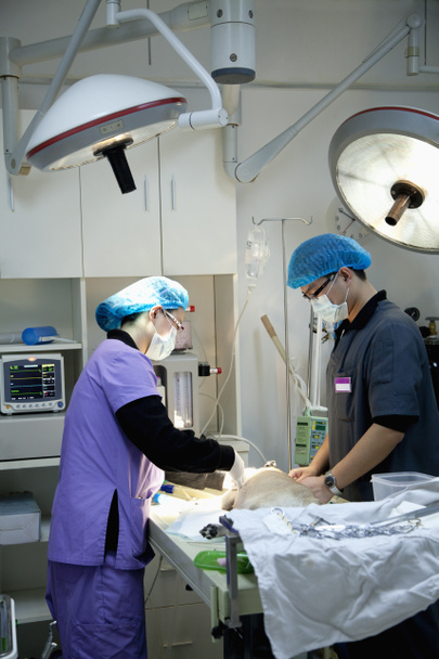 lékaři se psem na operačním stole - Fotografie, Obrázek