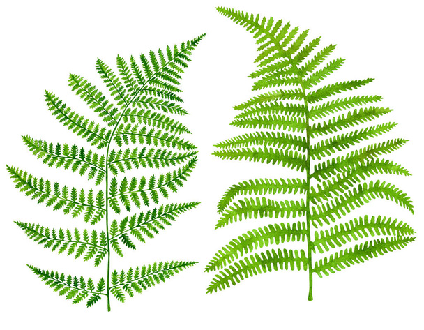 水彩とインクグリーンのシダの葉がセットされています。手描きの現実的な森林植物Polypodiopsida白い背景に隔離された。装飾、ポスター、カード、招待状の植物イラスト. - 写真・画像