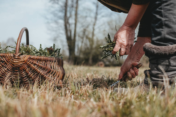 woman works in the field. she collects dandelions in a basket with vine. in the foreground are the hands of a woman and a basket in the background are trees. woman cuts dandelions with a knife.  - Photo, Image