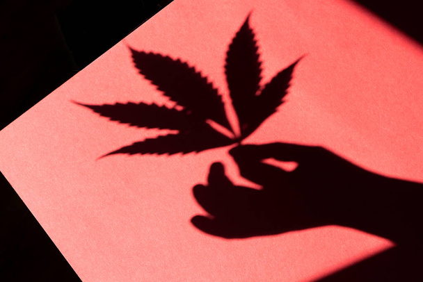Die menschliche Hand hält ein Blatt Marihuana und wirft einen Schatten auf einen farbigen Hintergrund. Cannabis-Blatt. - Foto, Bild