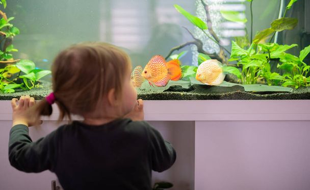 2-jähriges Kind drinnen beobachtet Fische beim Schwimmen im großen Aquarium. Aquarienkonzept. Selektiver Fokus - Foto, Bild