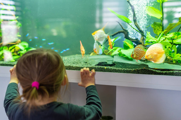 2-jähriges Kind drinnen beobachtet Fische beim Schwimmen im großen Aquarium. Aquarienkonzept. Selektiver Fokus - Foto, Bild