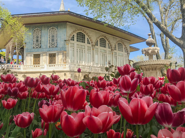 kvetoucí tulipány v zahradě tureckého paláce Topkapi - Fotografie, Obrázek
