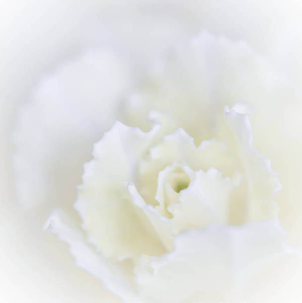 Art rétro, carte vintage et concept botanique - Fond floral abstrait, fleur d'oeillet blanche. Macro fleurs toile de fond pour le design de la marque de vacances
 - Photo, image