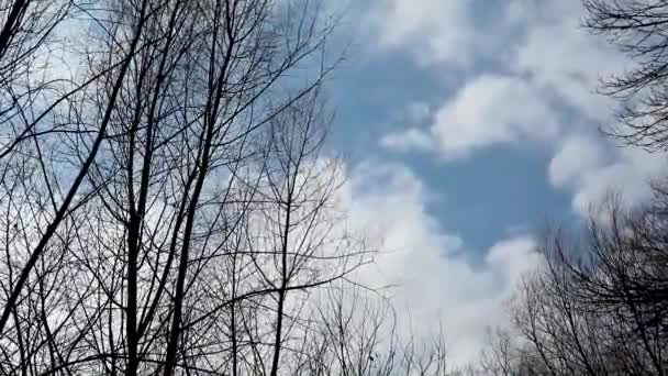 Spring bare trees windy cloudy day in forest blue sky, brown branches landscape. Nature bright tree view - Footage, Video
