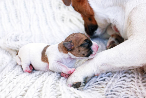 Der kleine blinde Welpe Jack Russell Terrier riecht seiner Mutter entgegen. Mutterschaft, Heimat - Foto, Bild