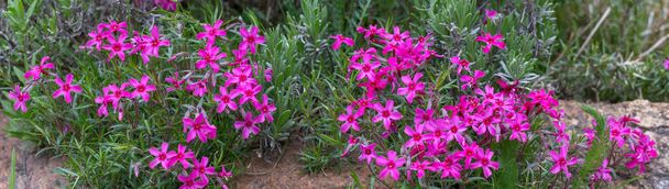 Blooming Creeping phlox Phlox subulata small pink flowers in the garden - Photo, Image