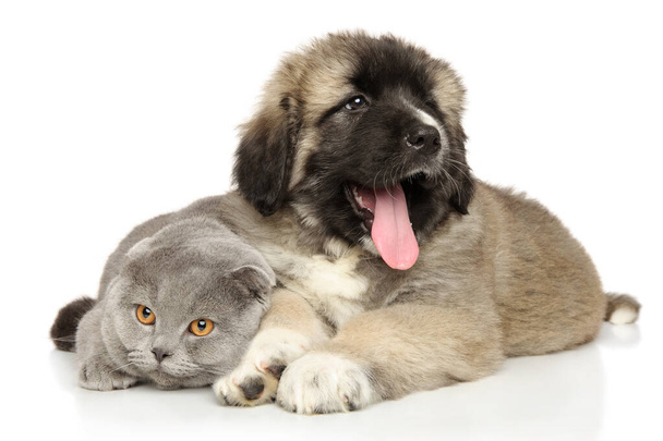 Cat and puppy together on a white background - Photo, Image