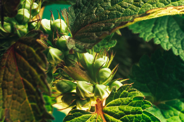 Close up Folha de planta bonita (Lamium purpureum). Textura de fundo padrão natural para design. Fotografia macro vista
. - Foto, Imagem