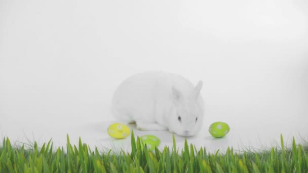 Animation of cute white Easter bunny and green and yellow decorated Easter eggs and grass on white background. Easter celebration tradition concept digitally generated image. - Кадри, відео