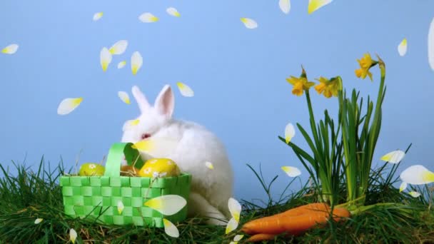 Анімація декількох жовтих пелюсток квітки, що плавають над милим пасхальним кроликом з зеленим кошиком з жовтими яйцями, морквою та свіжими нарцисами на синьому фоні. традиція святкування Великодня концепція цифрового композиту
. - Кадри, відео