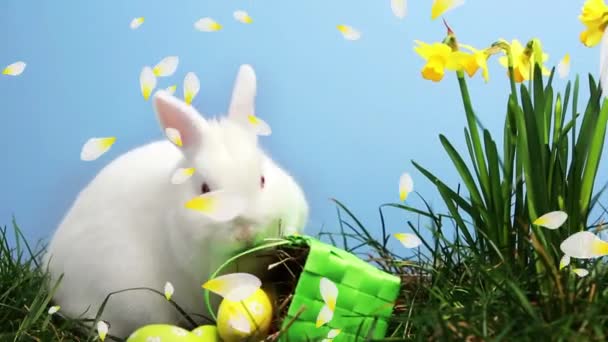 Animation of multiple yellow flower petals floating over cute Easter bunny with green basket with yellow eggs and fresh daffodils on blue background. Easter celebration tradition concept digitally generated image. - Кадри, відео