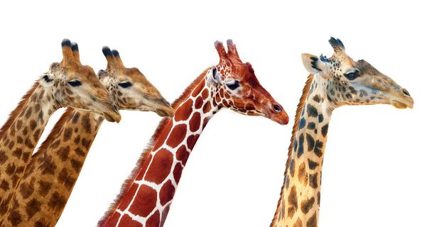 Jihoafrická žirafa (G. c. žirafa) a retikulovaná žirafa (G. c. retikulata) a Thornicroftova žirafa (G. c. thornicrofti), izolované portréty tří poddruhů žirafy. Porovnání portrétů a vlasů tří žiraf. - Fotografie, Obrázek