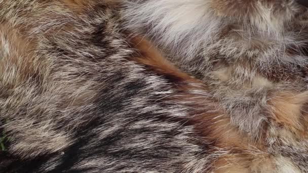 γούνα από τεμάχια γούνας διαφορετικών ζώων ως φόντο closeup - Πλάνα, βίντεο