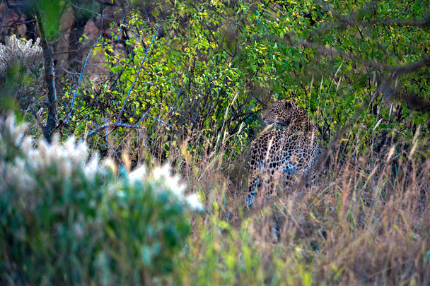 leopard - Photo, Image
