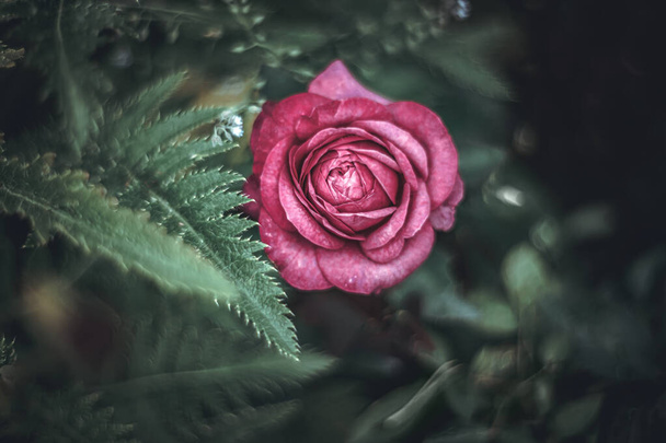 bocciolo di rosa rossa con foglie verdi
 - Foto, immagini