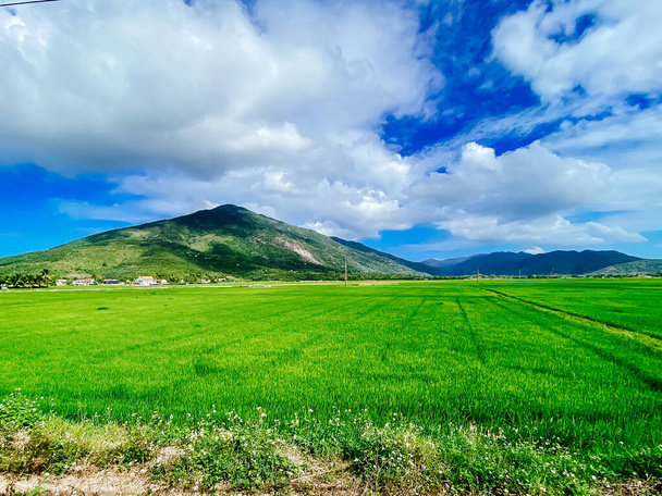 Rice field, green rice sprouts in the meadow. Young green rice. Farmland. Mountain view, agriculture in Asia. - Fotoğraf, Görsel