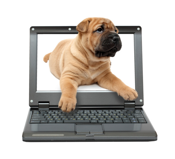Small laptop with puppy dog - Fotó, kép