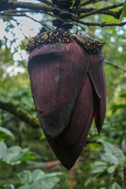Close-up de uma Musa acuminata colla ou bananeira cavendish. Repolho de banana O buquê está no topo do topo pendurado para baixo. Grandes folhas decorativas cobrindo o vermelho escuro pendurado na bananeira
. - Foto, Imagem