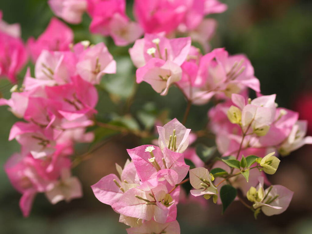 Magnoliophyta Scientific name Bougainvillea Paper flower pink color on blurred of nature background - Photo, Image