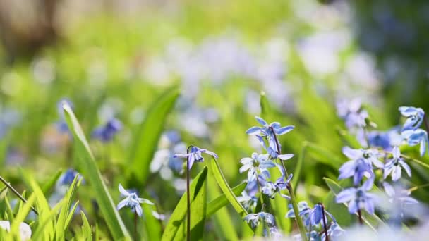 detailní záběr fialových divokých květin na jaře - Záběry, video