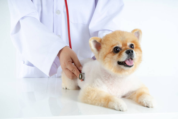 Portrait little Pomeranian dog looking at camera while checking up by veterinarian. Studio shot of adorable small puppy isolated on white background. Hydrophobia - Photo, Image