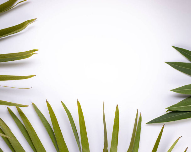 Leaf of a palm tree isolated on white background - Photo, Image