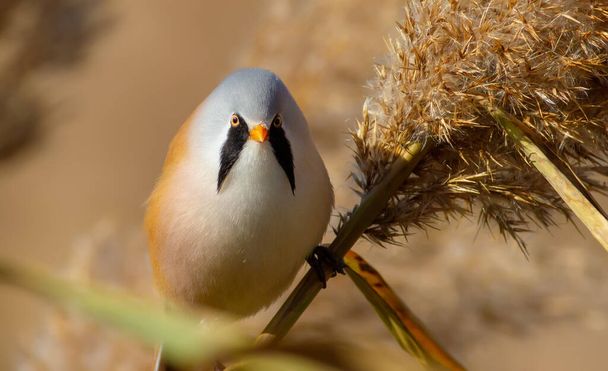 Bearded tit, panurus biarmicus. A male bird sits in a reed. He has a wonderful mustache. - Fotografie, Obrázek