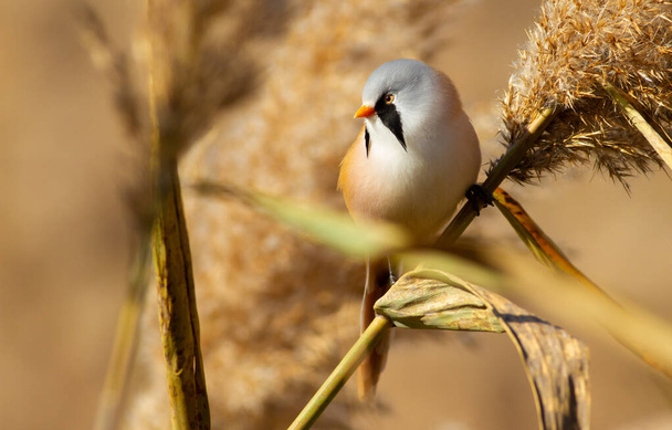 Bearded tit, panurus biarmicus. A male bird sits in a reed. He has a wonderful mustache. - Foto, imagen