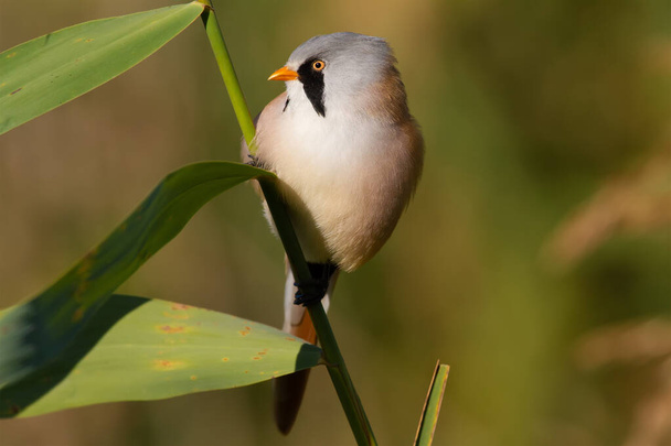 Bearded tit, panurus biarmicus. A male bird climbs in the early morning on reeds on the riverbank in search of food. - Zdjęcie, obraz