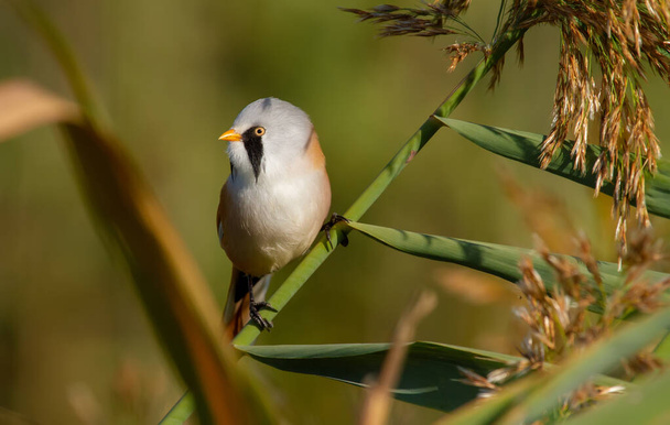 Bearded tit, panurus biarmicus. A male bird climbs in the early morning on reeds on the riverbank in search of food. - Photo, image