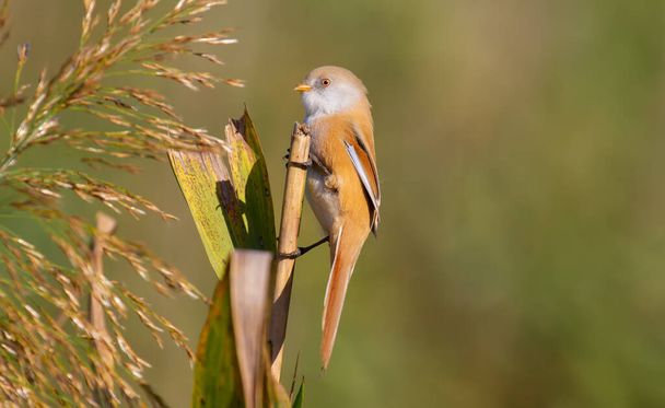 Bearded tit, panurus biarmicus. A female bird sits at dawn on a reed. She, unlike the male, has no mustache. - Zdjęcie, obraz