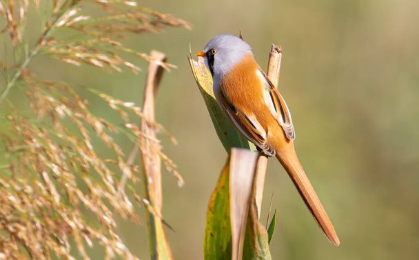 Bearded tit, panurus biarmicus. A male bird climbs in the early morning on reeds on the riverbank in search of food. - Foto, Bild