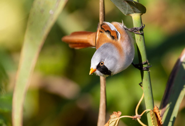Bearded tit, panurus biarmicus. A male bird climbs in the early morning on reeds on the riverbank in search of food - Fotó, kép