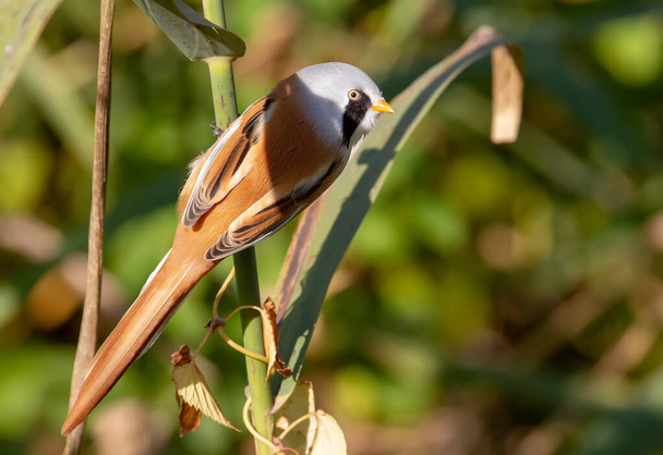 Teta barbuda, panurus biarmicus. Um pássaro macho sobe no início da manhã em juncos na margem do rio em busca de comida
 - Foto, Imagem