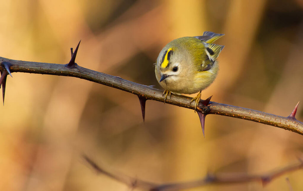 Goldcrest, regulus regulus, golden-crested kinglet. The smallest bird in Europe sits on a branch with spikes - Фото, зображення