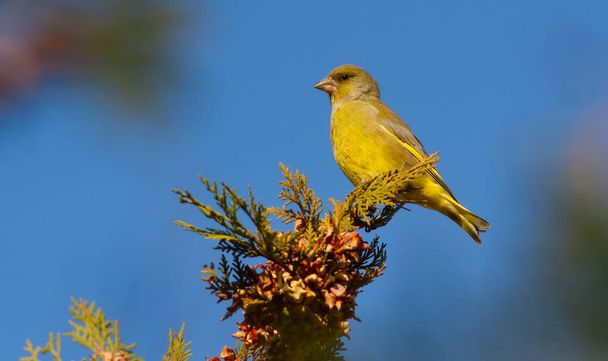 Greenfinch, Cloro Cloro. Um pássaro senta-se nos ramos de um thuja. Iluminação matinal do modelo, contra o céu azul
 - Foto, Imagem