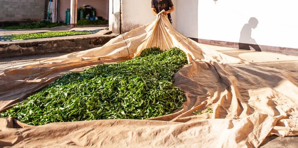 Рільник чаю кладе листя на тканину на подвір "ї для природного сушіння. Doi Mae SAlong, Chiang Rai, Таїланд. - Фото, зображення