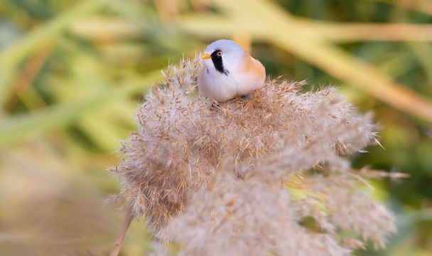 Teta barbuda, Panurus biarmicus. Um pássaro macho senta-se no topo de uma cana. Luz difusa suave
. - Foto, Imagem