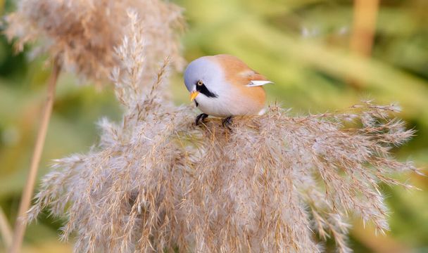Bearded tit, Panurus biarmicus. A male bird sits on the top of a reed. Soft diffused light. - Foto, Imagen