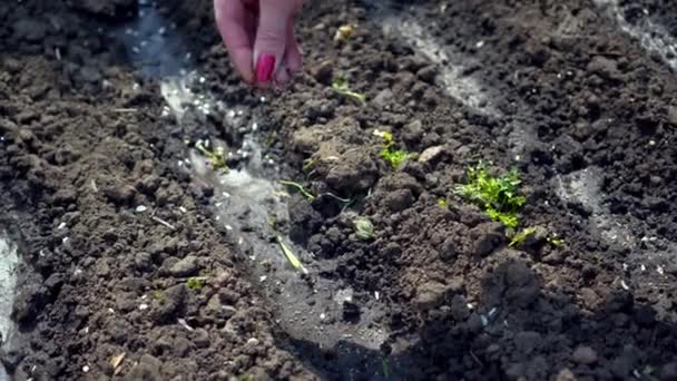 Vrouwelijke hand close-up zaait zaden in de grond met een kleine focus. Teelt van land, landbouw. Het concept om iets te beginnen. - Video