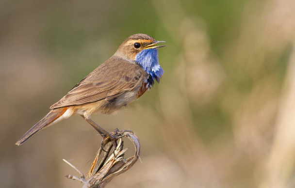 Bluethroat, Luscinia svecica. A bird sits on a broken cane stalk and sings. - Photo, Image