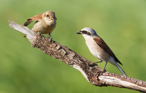 Red-backed shrike, Lanius collurio. A young bird asks for food from its parents. The male feeds his chick. - Fotoğraf, Görsel