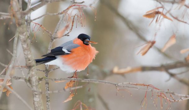 Common bullfinch, Pyrrhula pyrrhula. A frosty winter day. A male bird sits on a branch and eats seeds of maple, ash. - Photo, image
