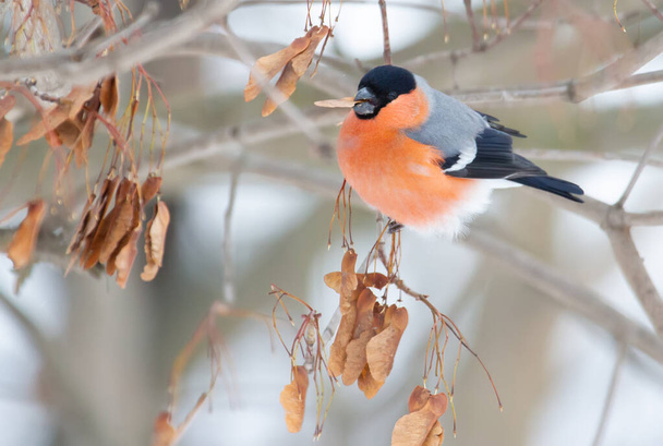 Common bullfinch, Pyrrhula pyrrhula. A frosty winter day. A male bird sits on a branch and eats seeds of maple, ash - Foto, immagini