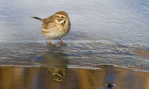 Reed bunting, Emberiza schoeniclus. Sunny winter morning on the river. Bird walks on thin ice in search of food - Foto, Imagen